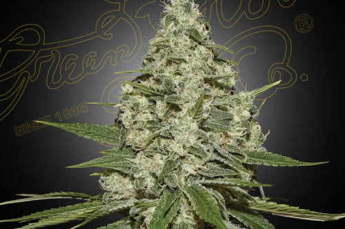 super lemon haze strain by greenhouse seed co