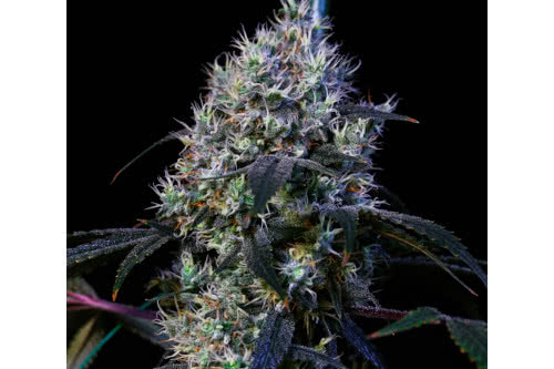 super lemon haze rbx3 strain plant by ethos genetics
