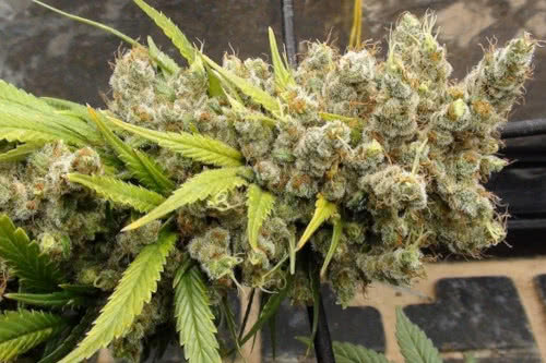 super malawi haze strain plant by ace seeds