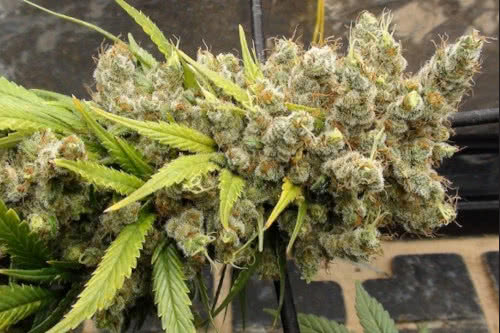 super malawi haze strain by ace seeds