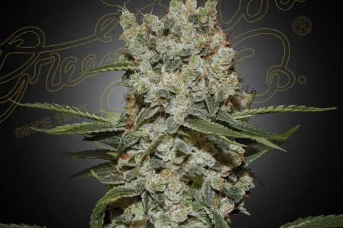 super silver haze strain by ghs