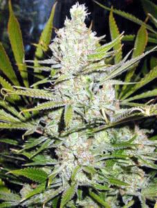 super silver haze strain plant