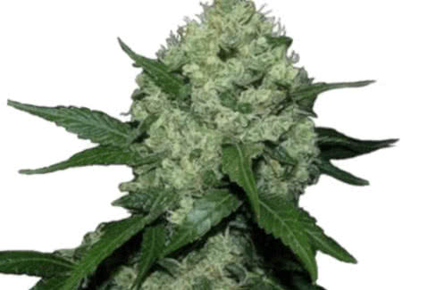 super skunk cannabis plant by ilgm
