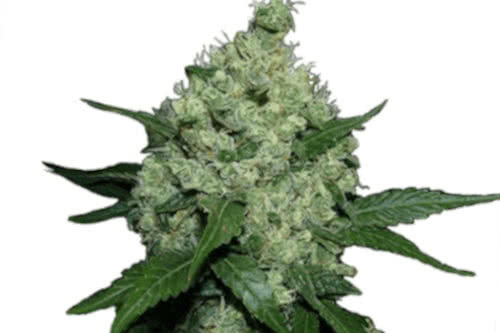 super skunk fem by ILGM