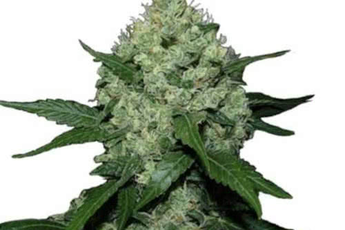 super skunk strian by ilgm