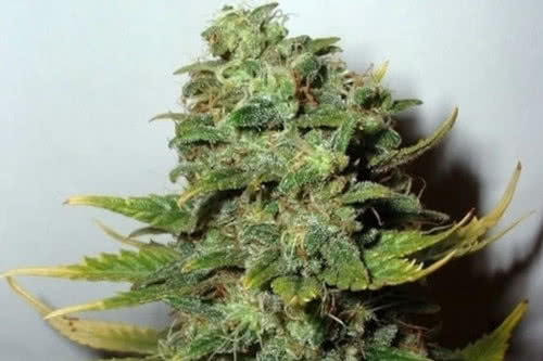 super skunk strain by nirvana seeds