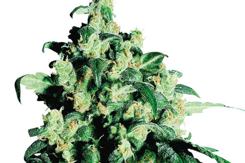 super skunk regular seeds cannabis plant