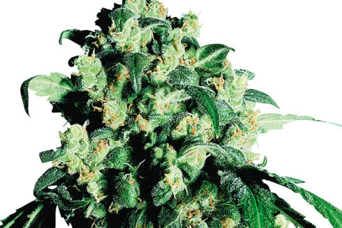 super skunk strain by sensi seeds