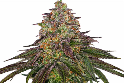 sweet cherry kush strain by sensi seeds
