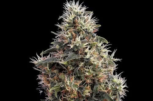 sweet mango auto strain by greenhouse seed co