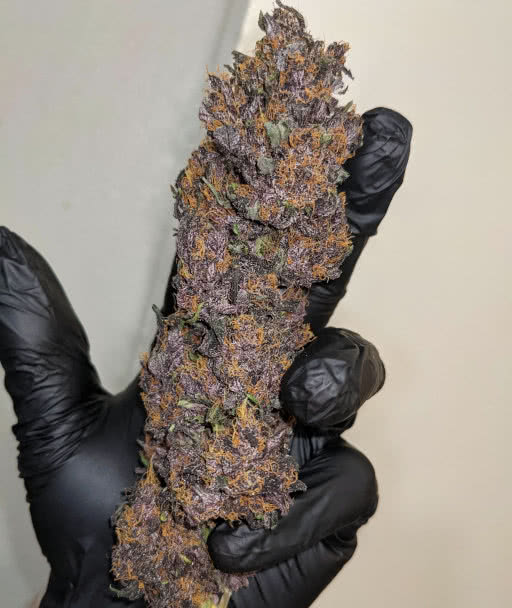 bloody skunk auto, sweet seeds, grown by reddit user