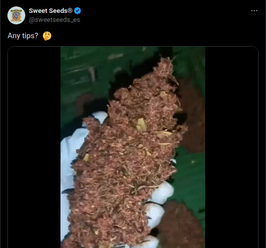 reddish purple cannabis buds, tweet by sweet seeds