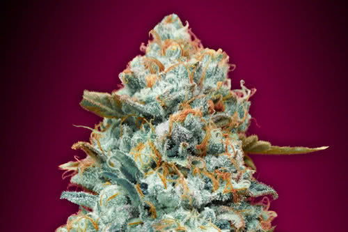 sweet somango fast strain by 00 seeds