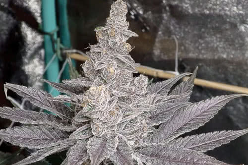 swolfire strain plant by solfire gardens