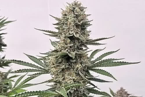 tahoe cookies auto strain by atlas seed