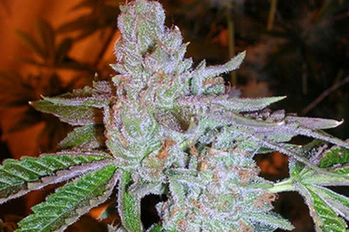 tahoe og kush strain by the cali connection