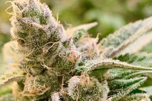 tangerine somali by rare dankness