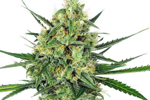 tangerine sugar strain by sensi seeds