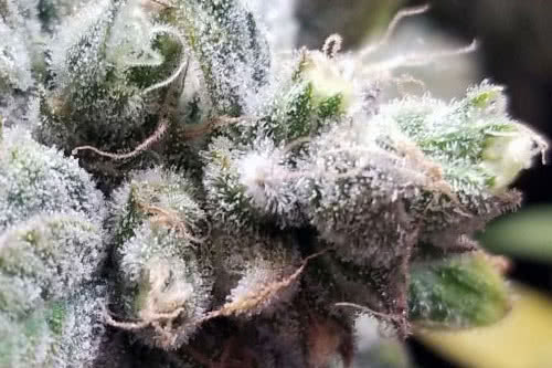 tangie cookies regular seeds by bc bud depot