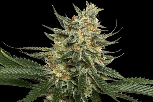 tangie strain by dna genetics