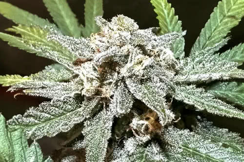 terp sneeze auto high thc plant by speedrun seeds