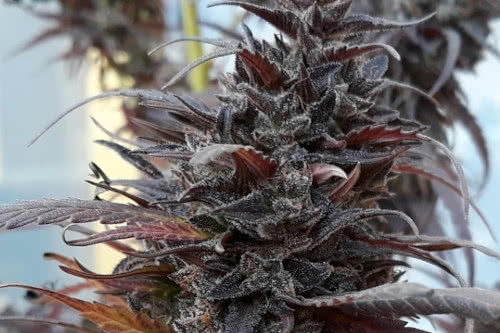 thai chi strain plant by ace seeds