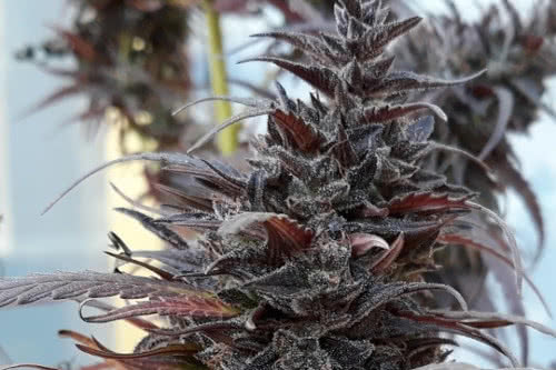 thai chi cannabis plant by ace seeds