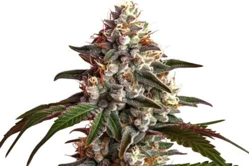 thai dream auto strain plant by blimburn