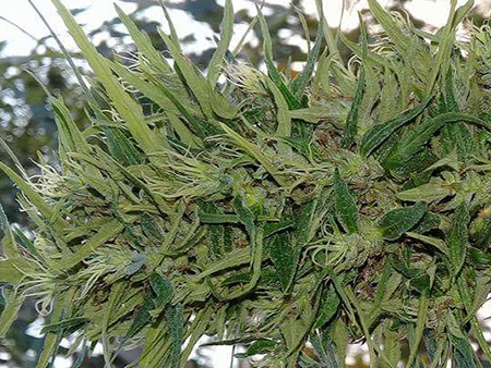 thai landrace sativa, mold resistant strain