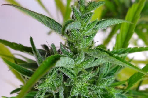 thai landrace strain by ace seeds