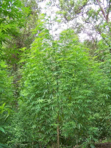 thai sativa mold resistant strains outdoor huge