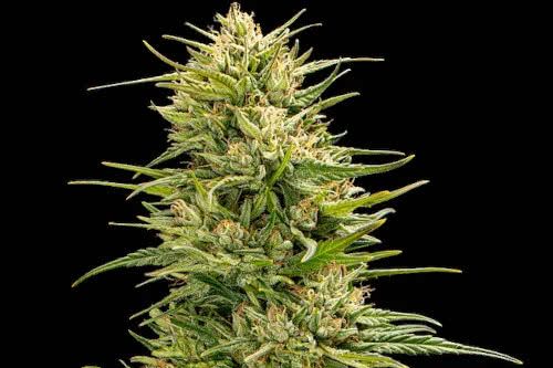 the don cbd strain plant by trilogene seeds