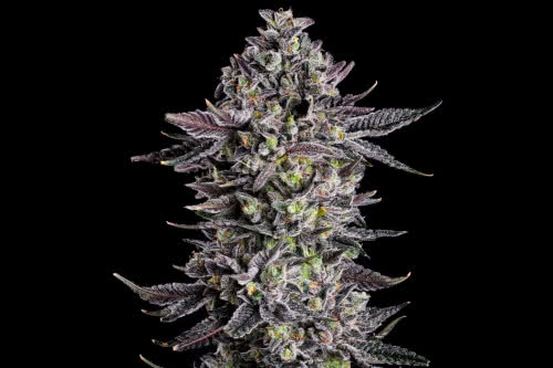 the scrooge strain by compound genetics