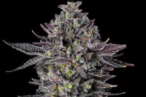 the scrooge strain plant by compound genetics