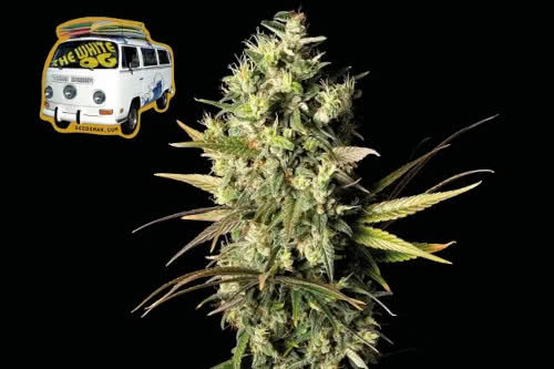 the white og strain by seedsman