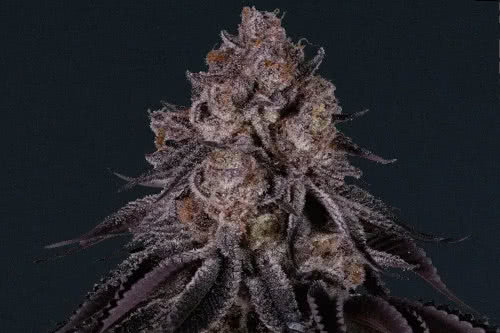tokyo sweet strain plant by certified seeds