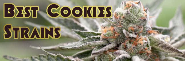 top 20 best cookies strains of weed list banner