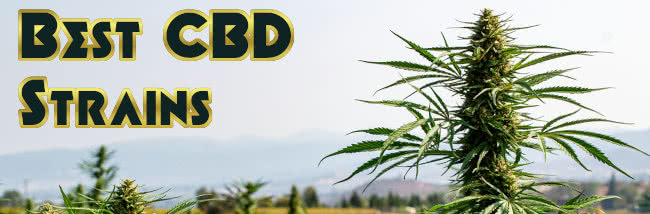top 20 best high cbd weed strains banner