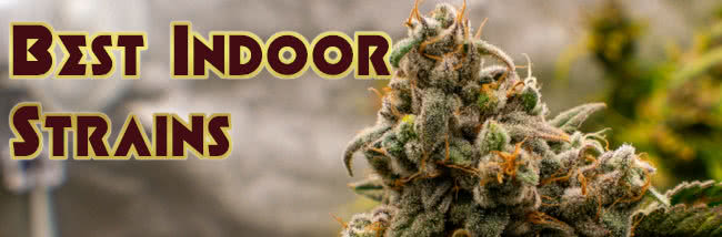 top 20 best indoor strains of marijuana banner