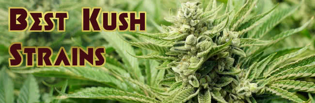 top 20 best kush strains of marijuana list banner