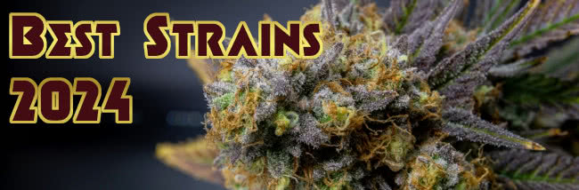 top 20 best weed strains 2024 banner