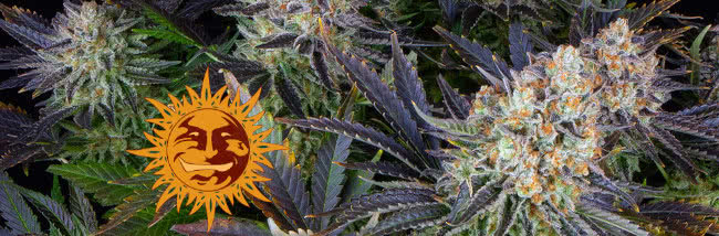 top barneys farm seeds cannabis strain guide