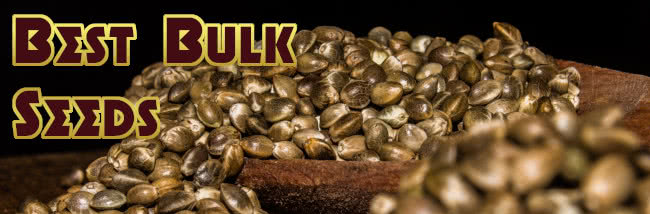 top best bulk weed seeds strain guide banner