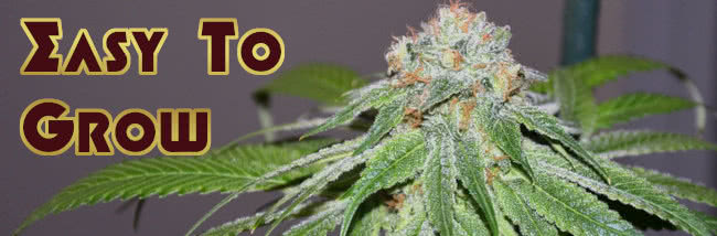 top best easy to grow marijuana strains banner