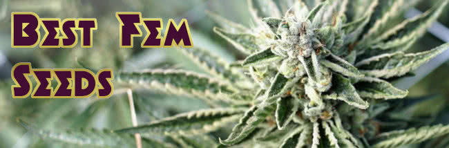 top best feminized seeds list banner