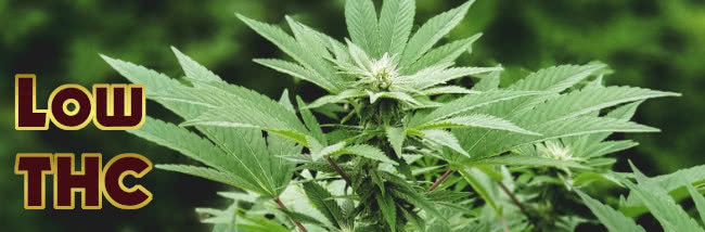 top best low thc strains cannabis seed guide banner