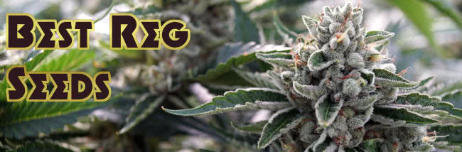 top best regular seeds list banner