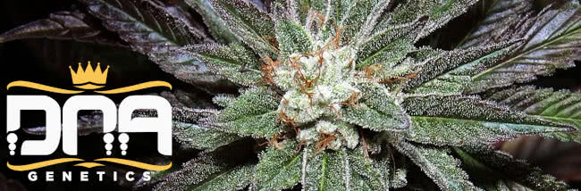 top dna genetics strains cannabis seed guide banner