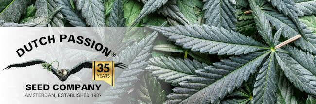 top dutch passion cannabis strains seed guide banner