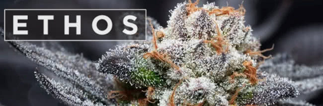 top ethos genetics strains guide banner